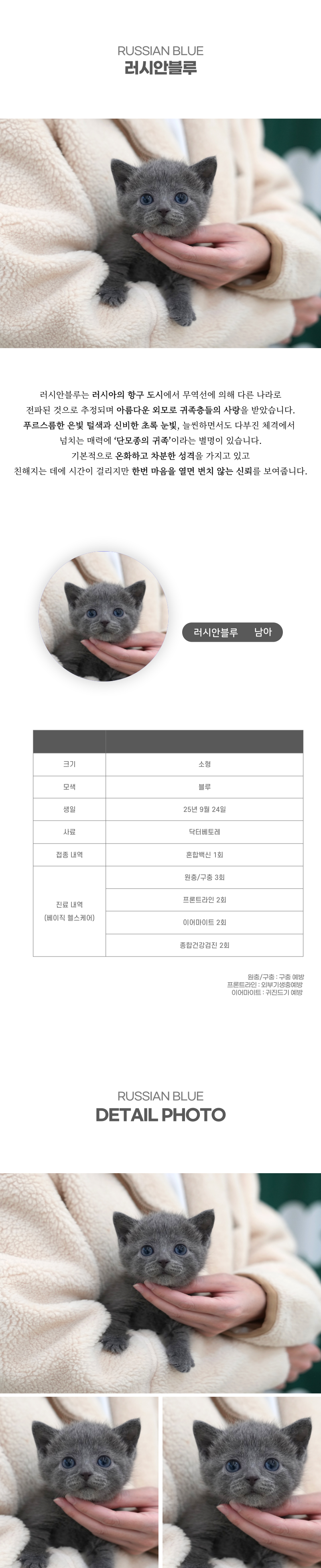 러시안블루_상세이미지_2